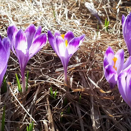 Pod Limba 게스트하우스