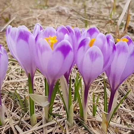 Penzion Pod Limba 3*